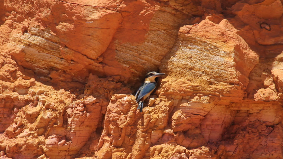 Kingfishers find opal - mining this spot ceases!