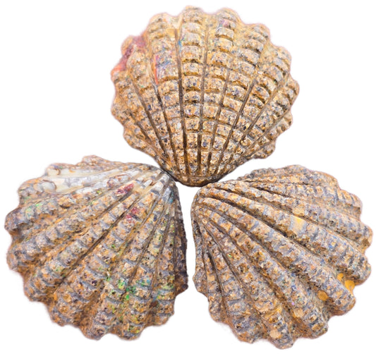 Exquisite 39.58 Ct Australian Boulder Opal Matrix Scallop Shell Carvings: Parcel of 3